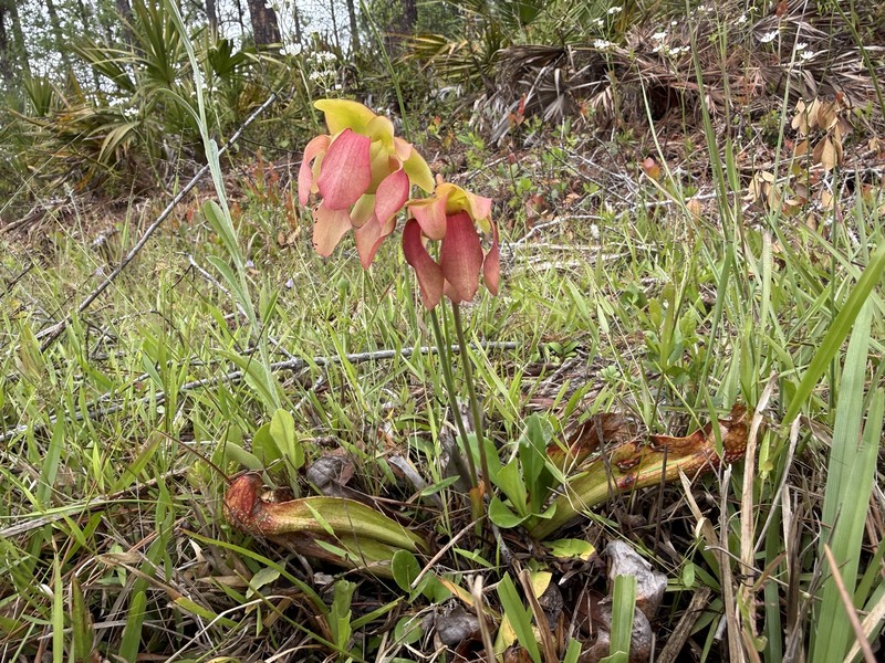 Pitcherplant