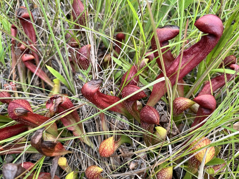 Pitcherplant photo 2