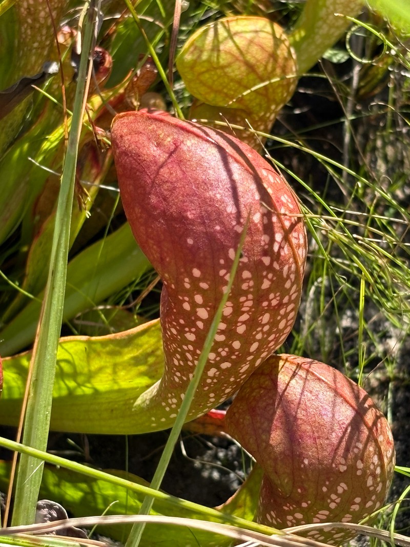 Pitcherplant photo 3