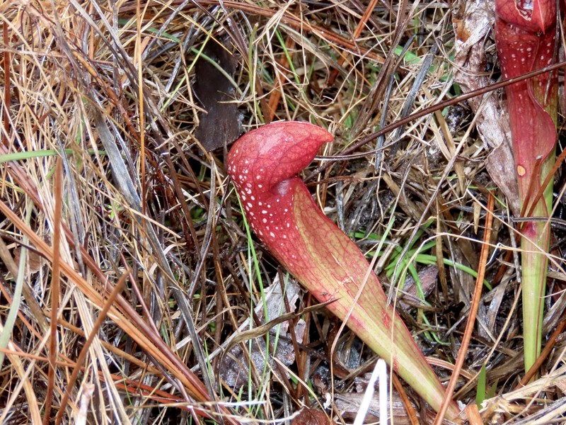 Pitcherplant photo 5