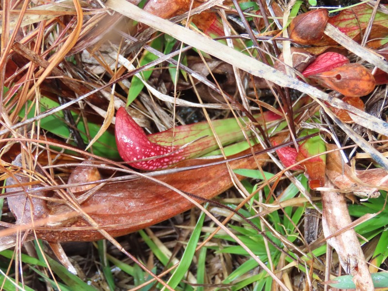 Pitcherplant photo 6