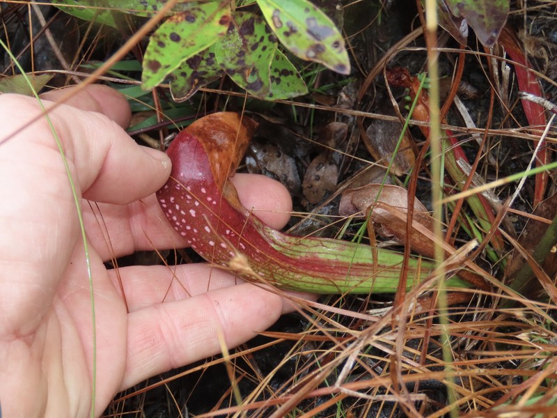 Pitcherplant photo 7