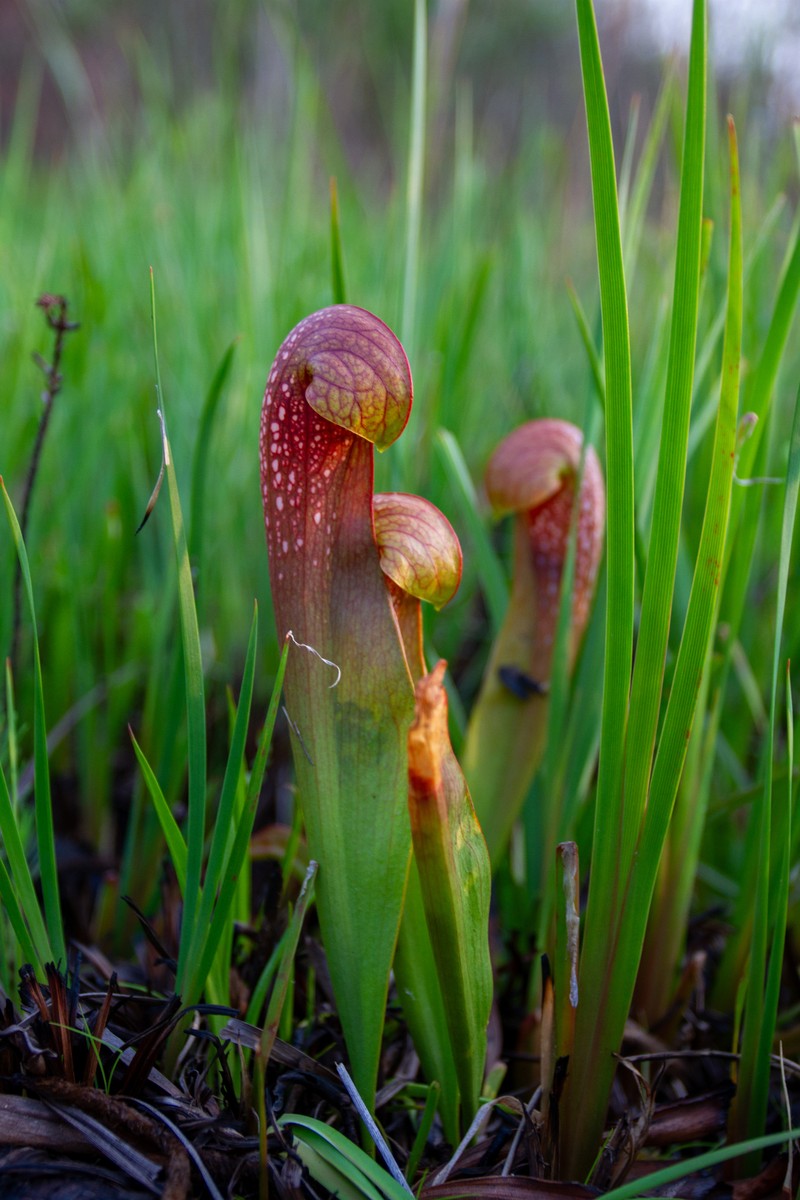 Pitcherplant photo 8