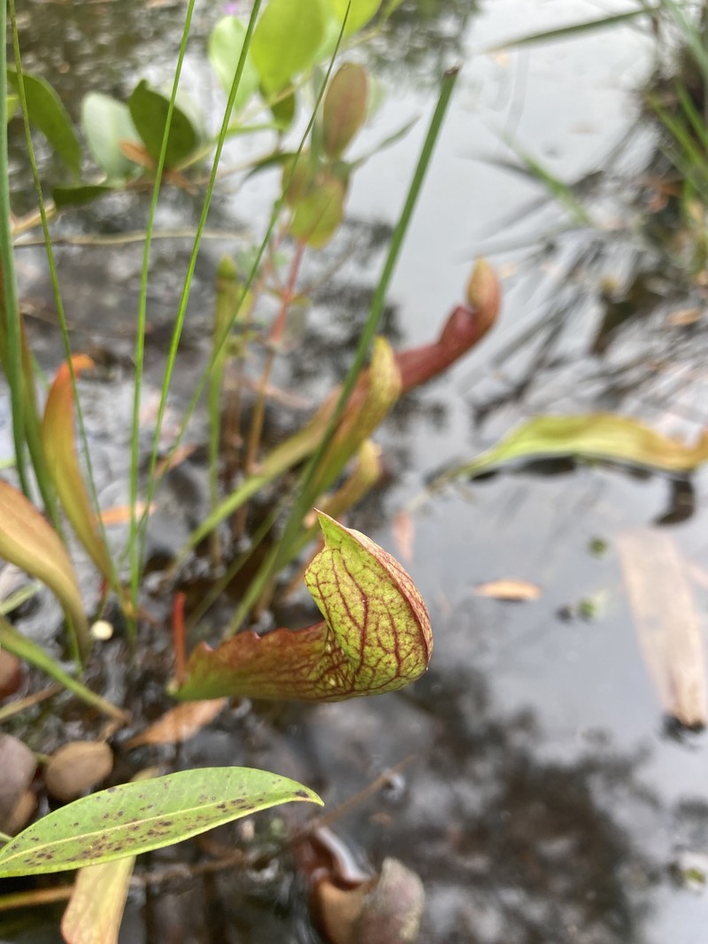 Pitcherplant