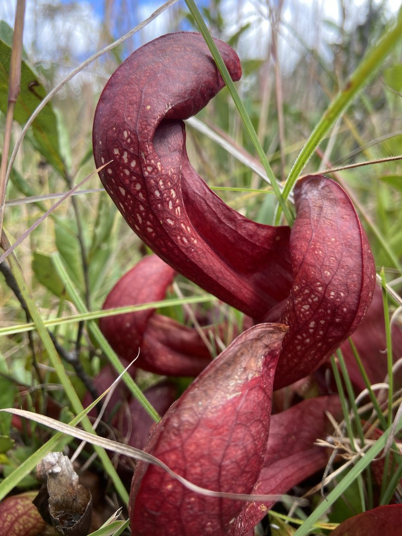 Pitcherplant photo 2