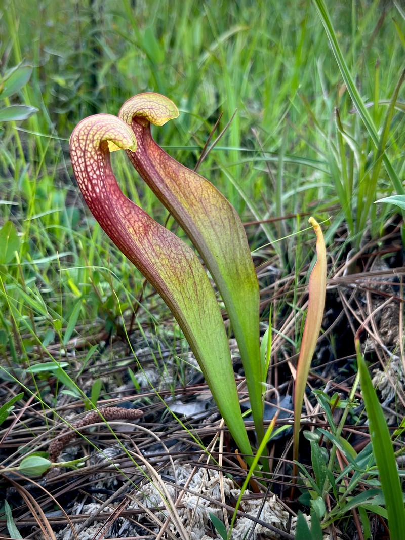 Sarracenia × gordonii photo 2