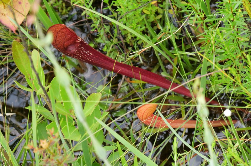 Sarracenia × gordonii photo 3