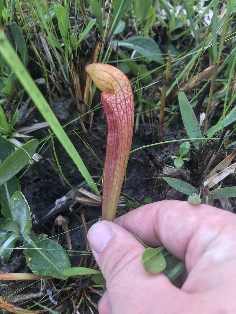 Sarracenia × gordonii
