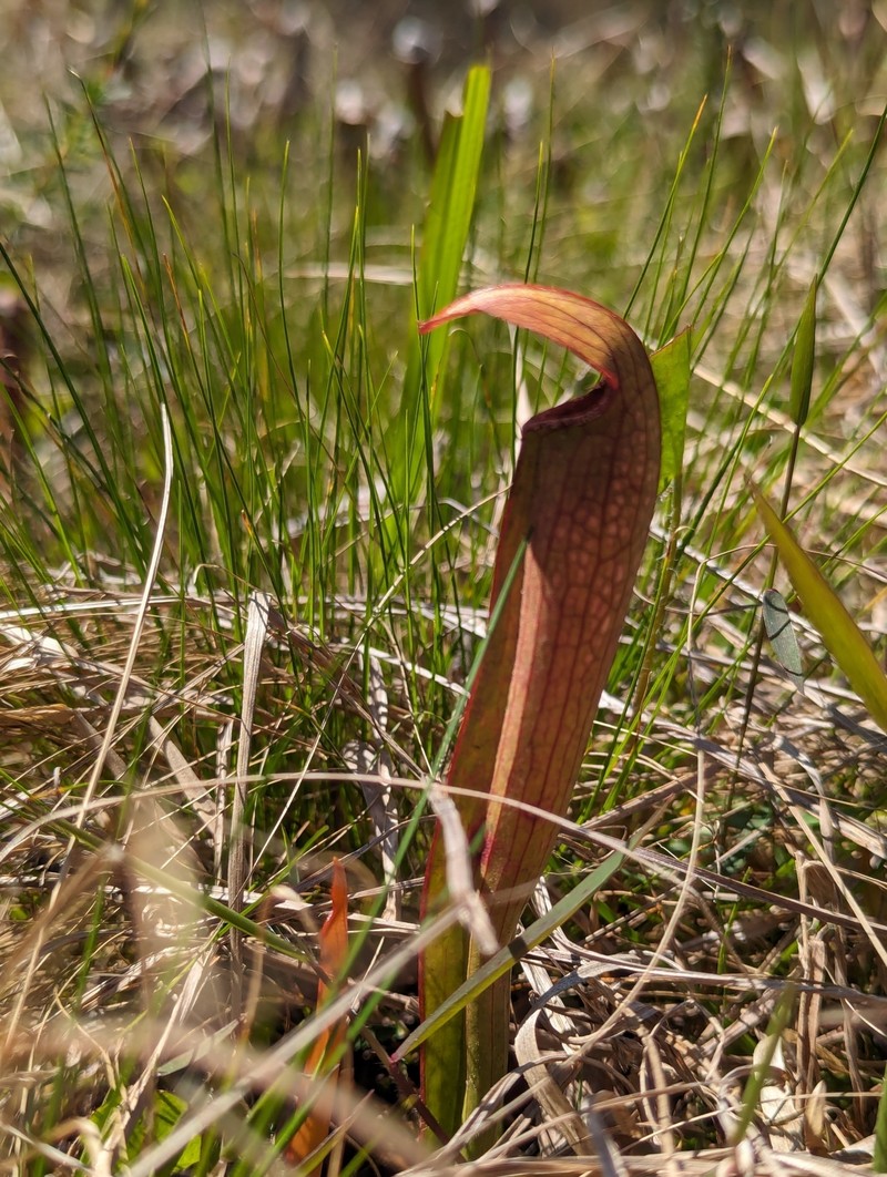 Pitcherplant photo 2
