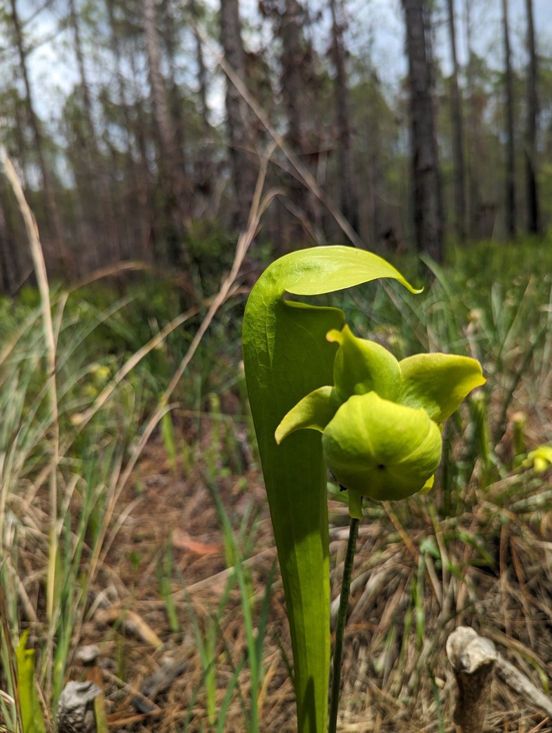 Pitcherplant photo 3