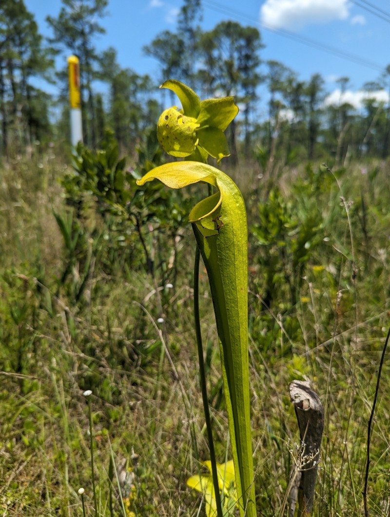 Pitcherplant photo 4