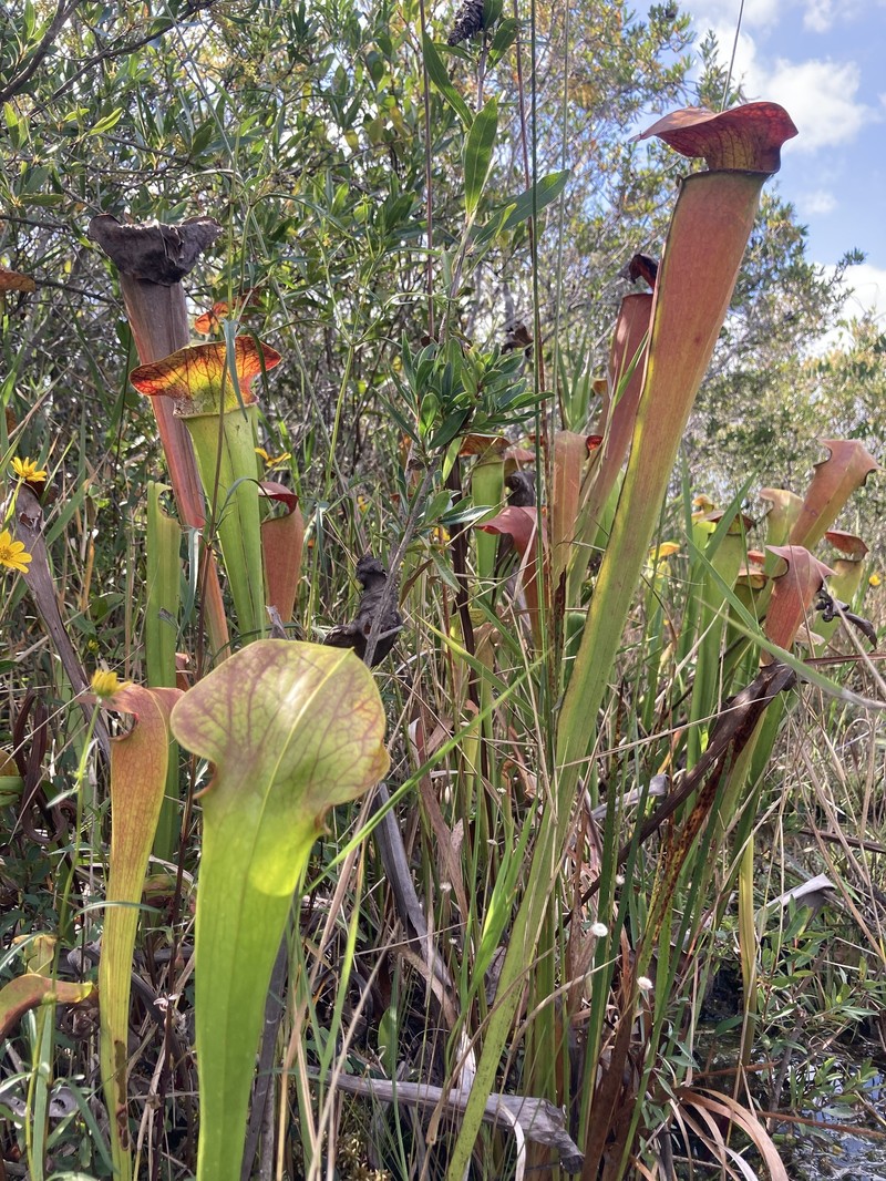 Pitcherplant photo 6