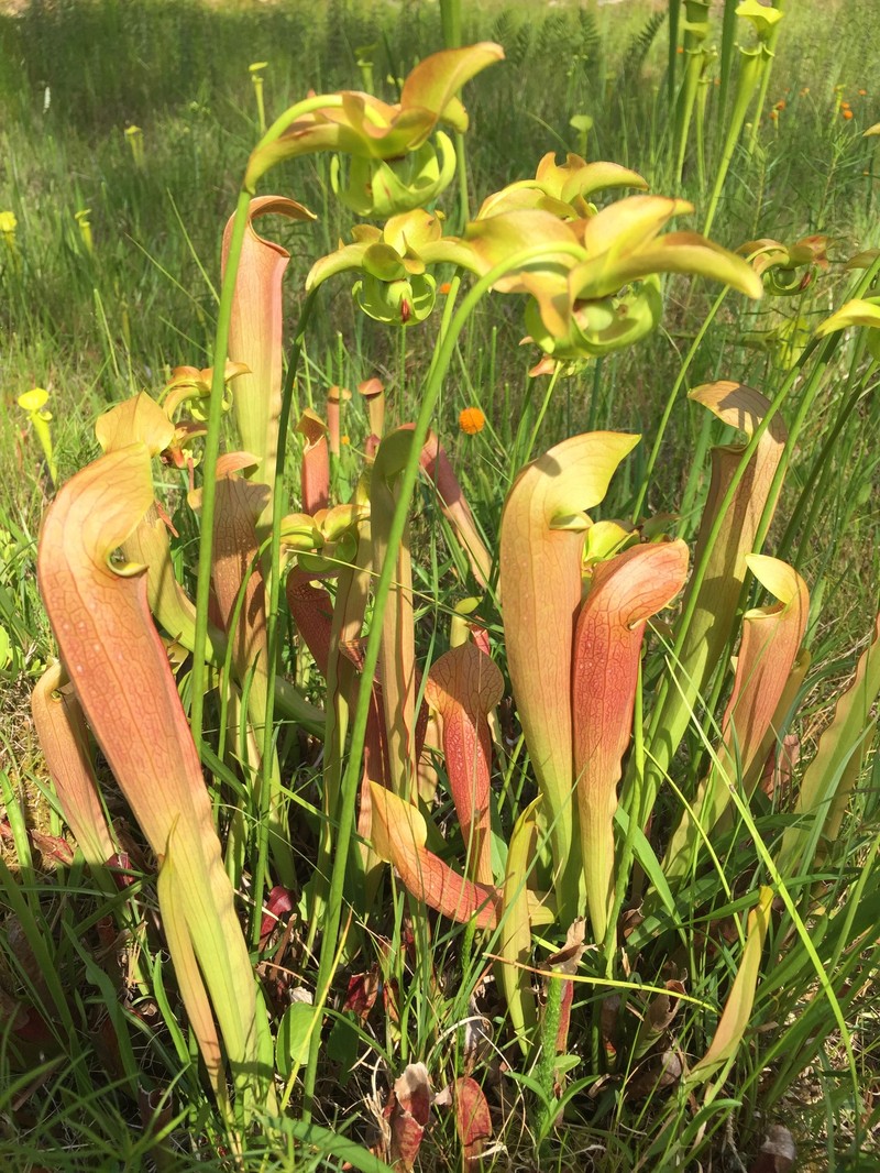 Pitcherplant photo 7