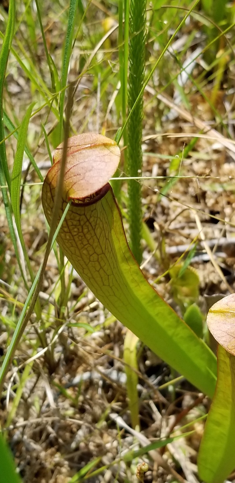 Pitcherplant photo 8