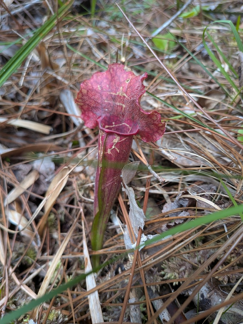 Pitcherplant