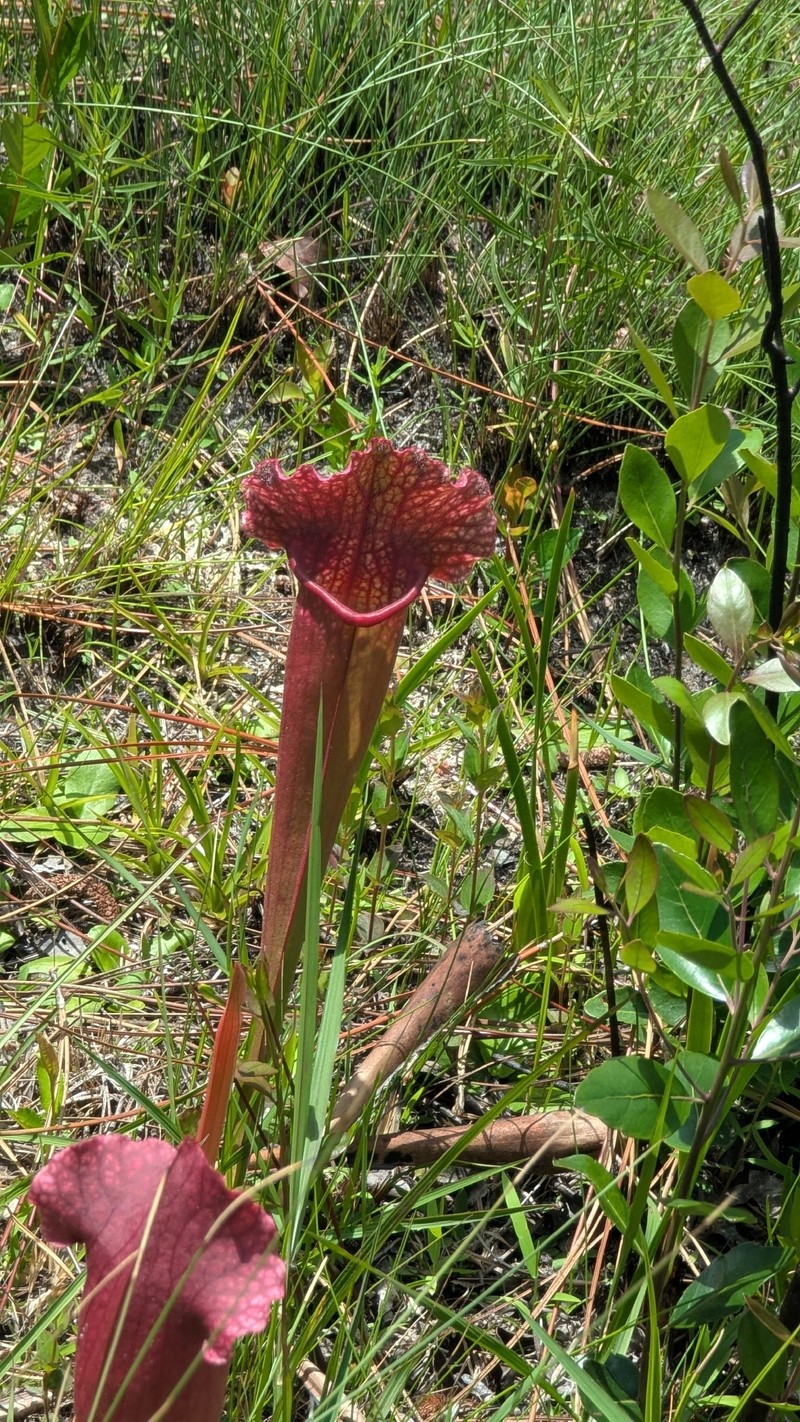Pitcherplant photo 2
