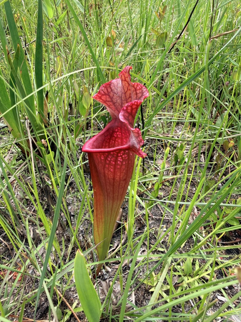 Pitcherplant photo 3
