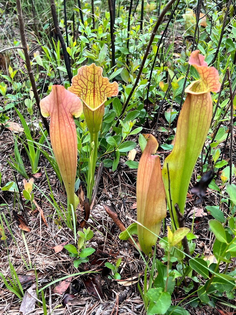 Pitcherplant photo 4
