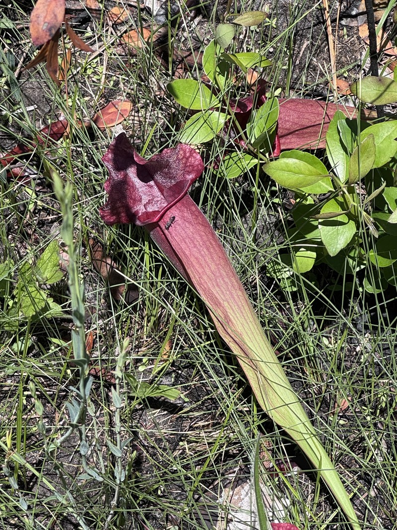 Pitcherplant photo 5