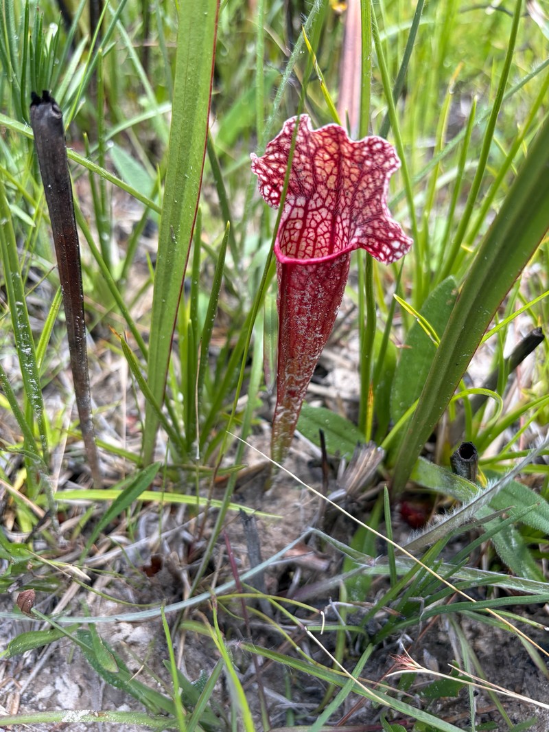 Pitcherplant photo 6