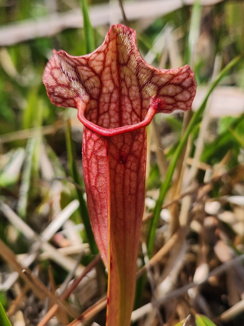 Pitcherplant photo 8