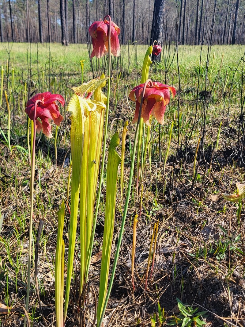 Pitcherplant