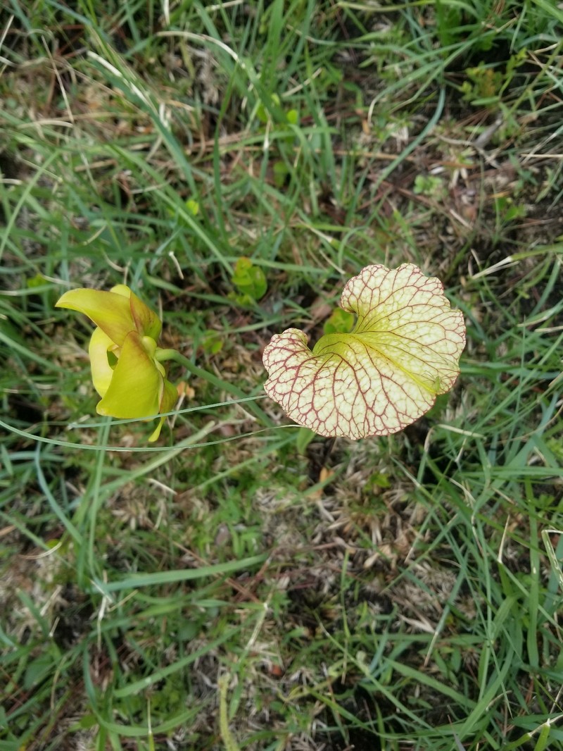 Pitcherplant photo 2