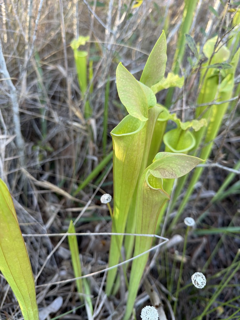 Pitcherplant photo 3