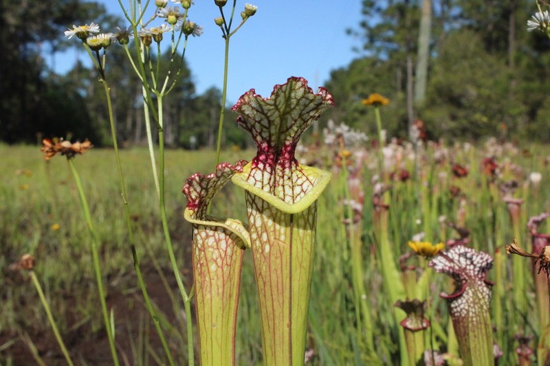 Pitcherplant photo 4
