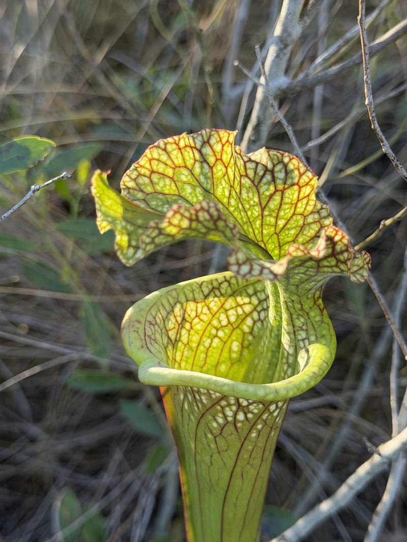 Pitcherplant photo 5