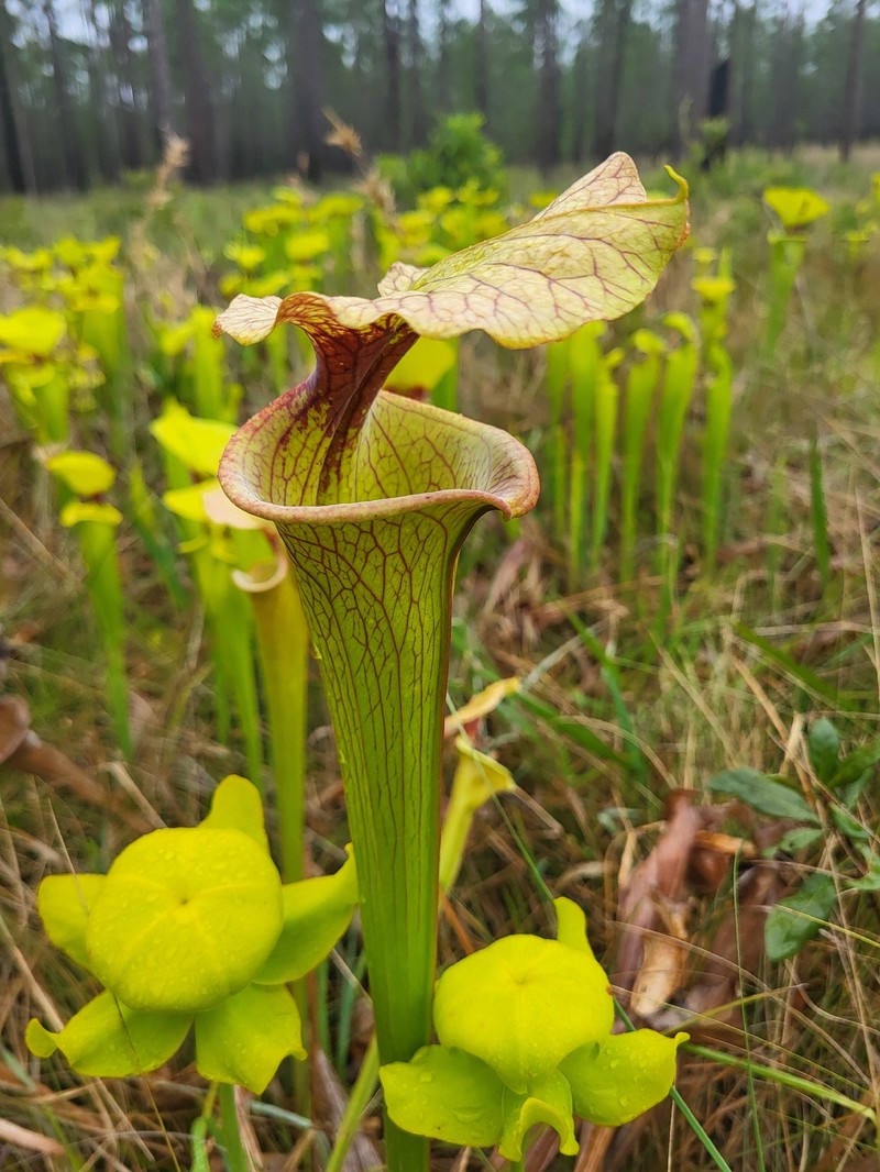 Pitcherplant photo 6