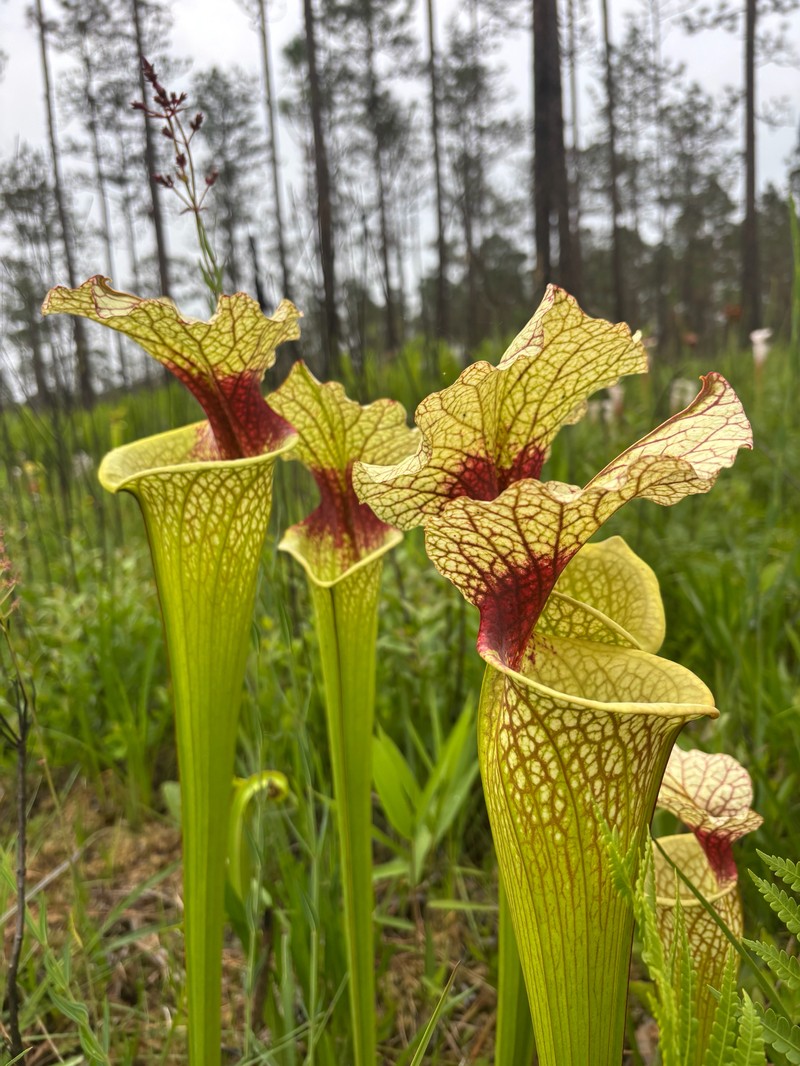 Pitcherplant photo 7