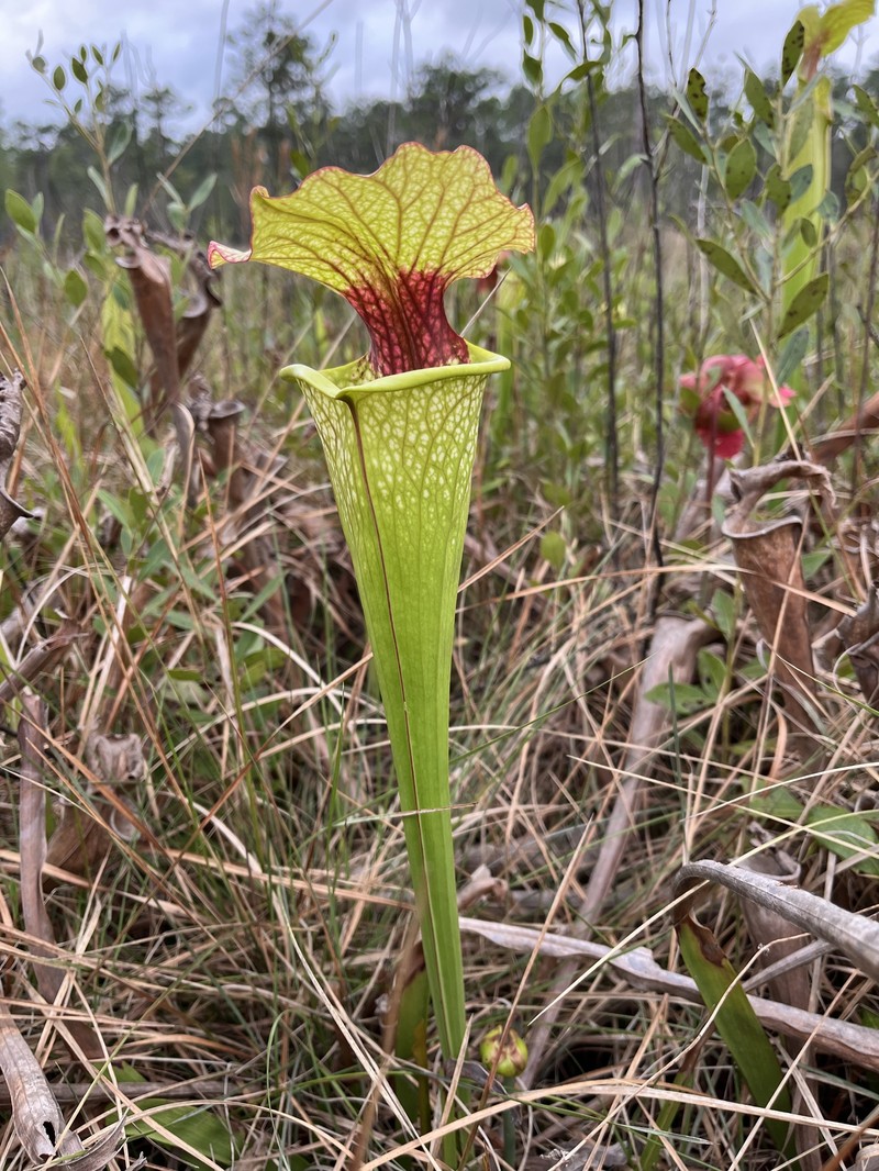 Pitcherplant photo 8