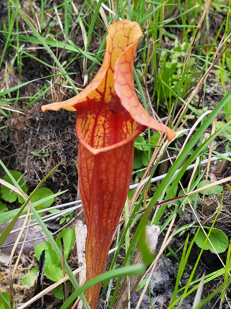 hybrid pitcherplant