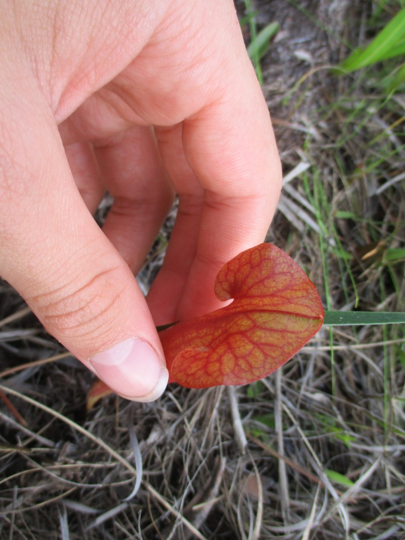 hybrid pitcherplant photo 2