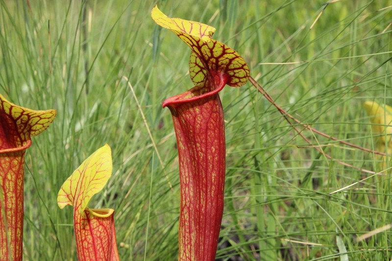hybrid pitcherplant photo 3