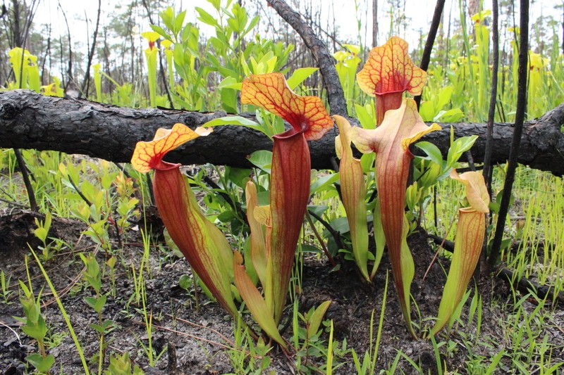 hybrid pitcherplant photo 4