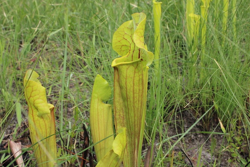 hybrid pitcherplant photo 5