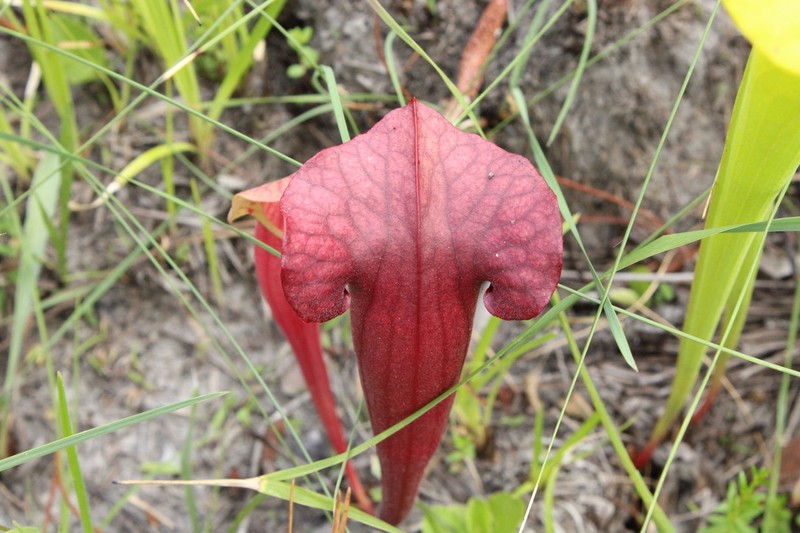 hybrid pitcherplant photo 6