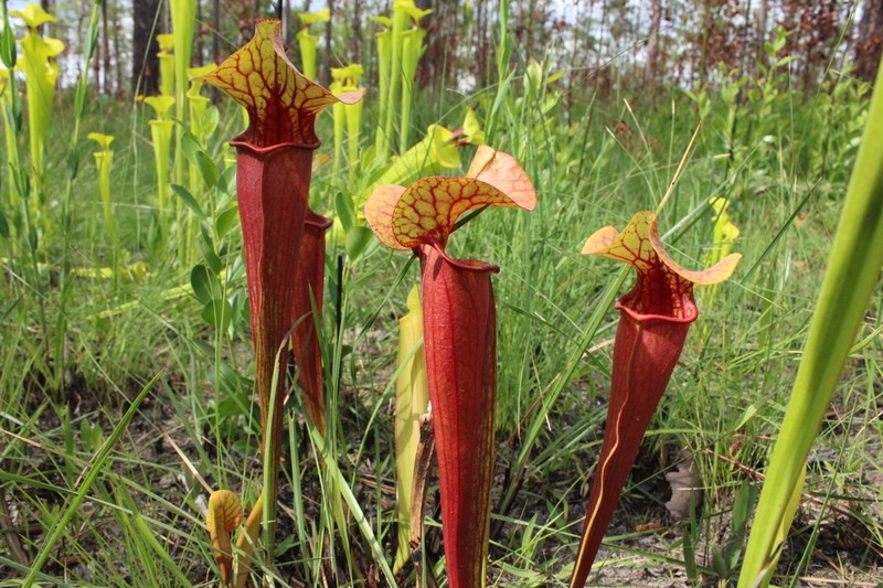 hybrid pitcherplant photo 7