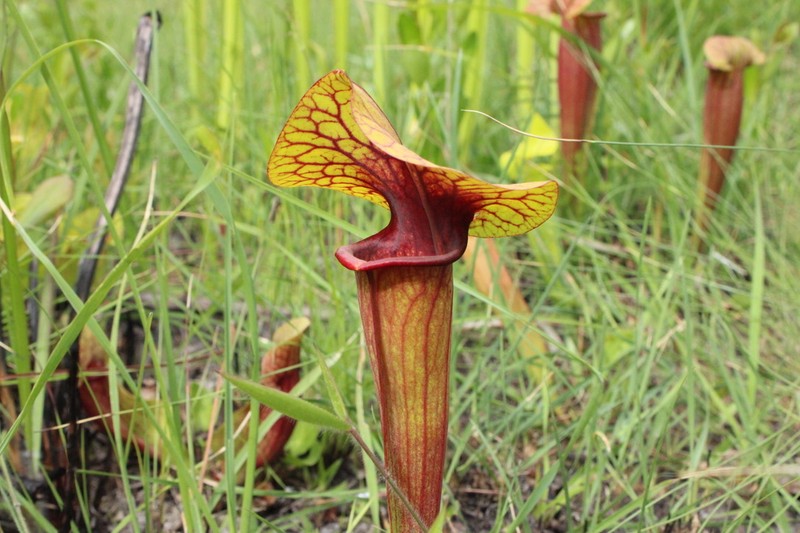 hybrid pitcherplant photo 8