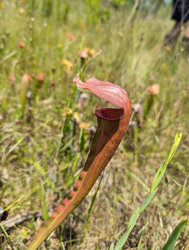 Pitcherplant