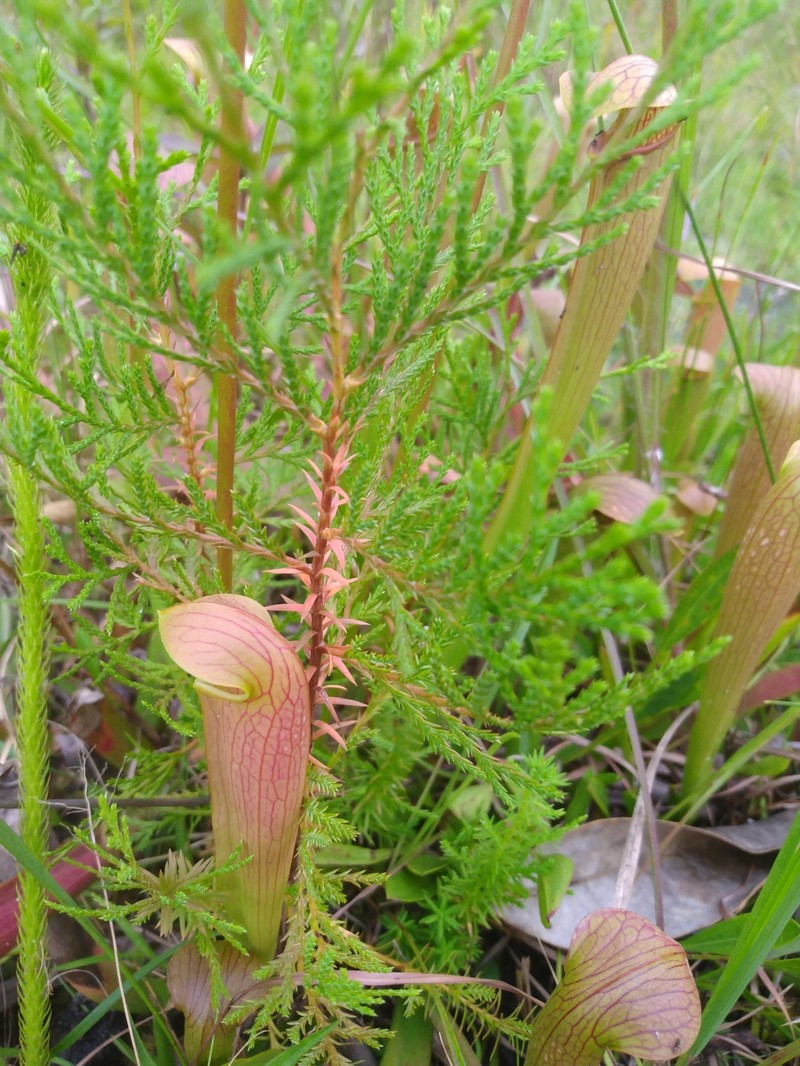 Pitcherplant photo 2