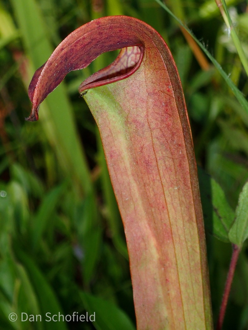 Pitcherplant photo 3