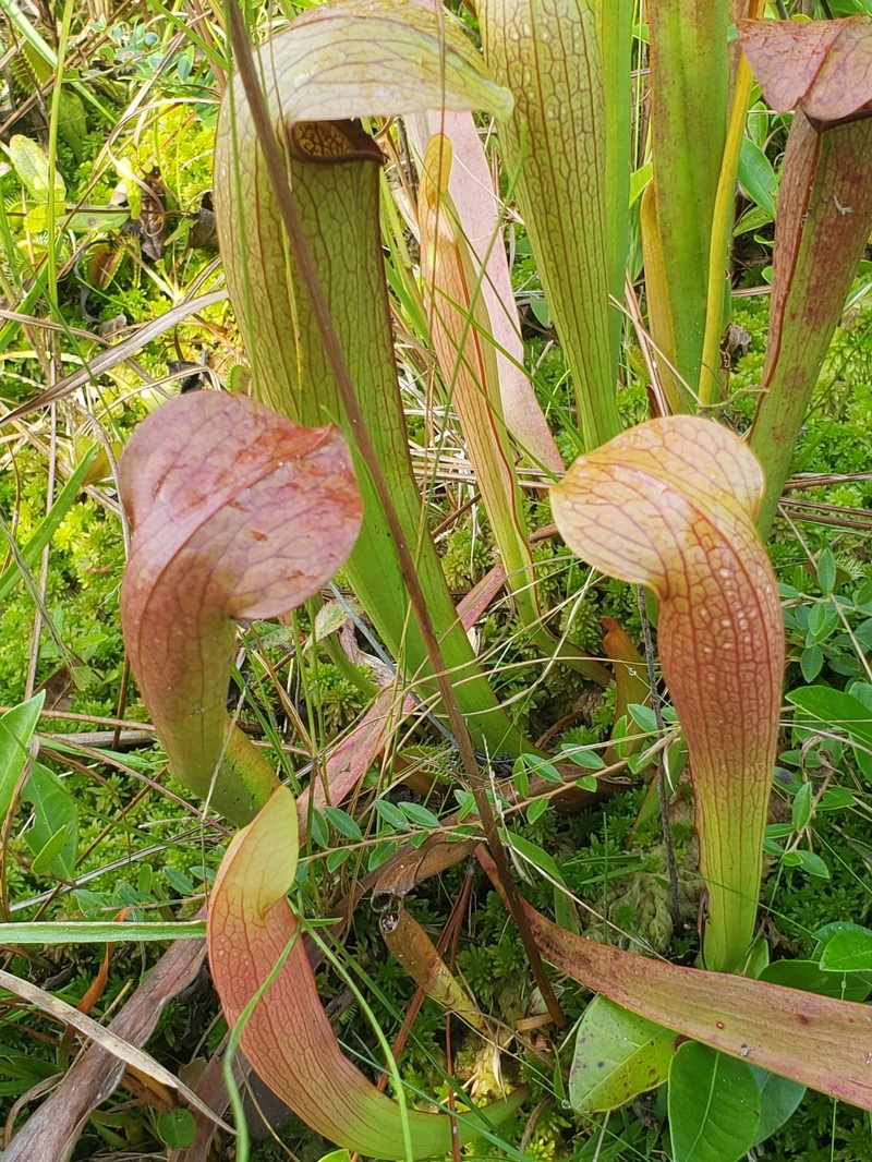Pitcherplant photo 4