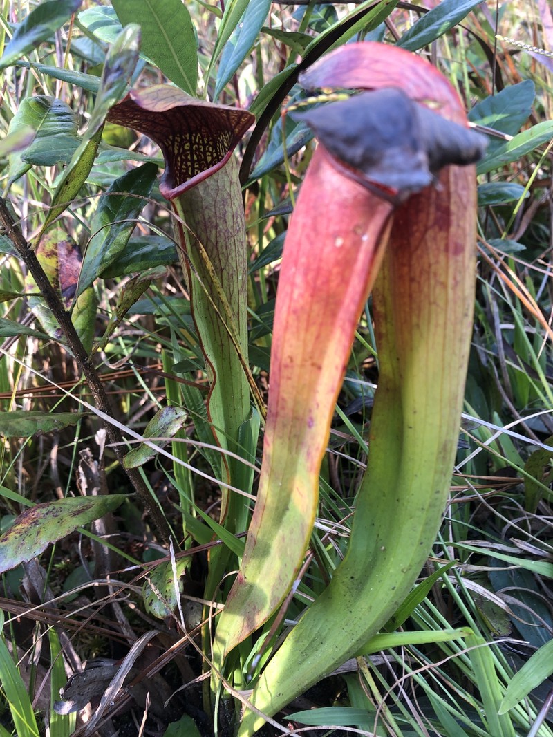 Pitcherplant photo 5