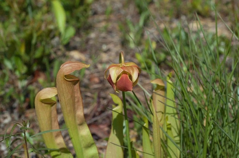 Pitcherplant photo 6