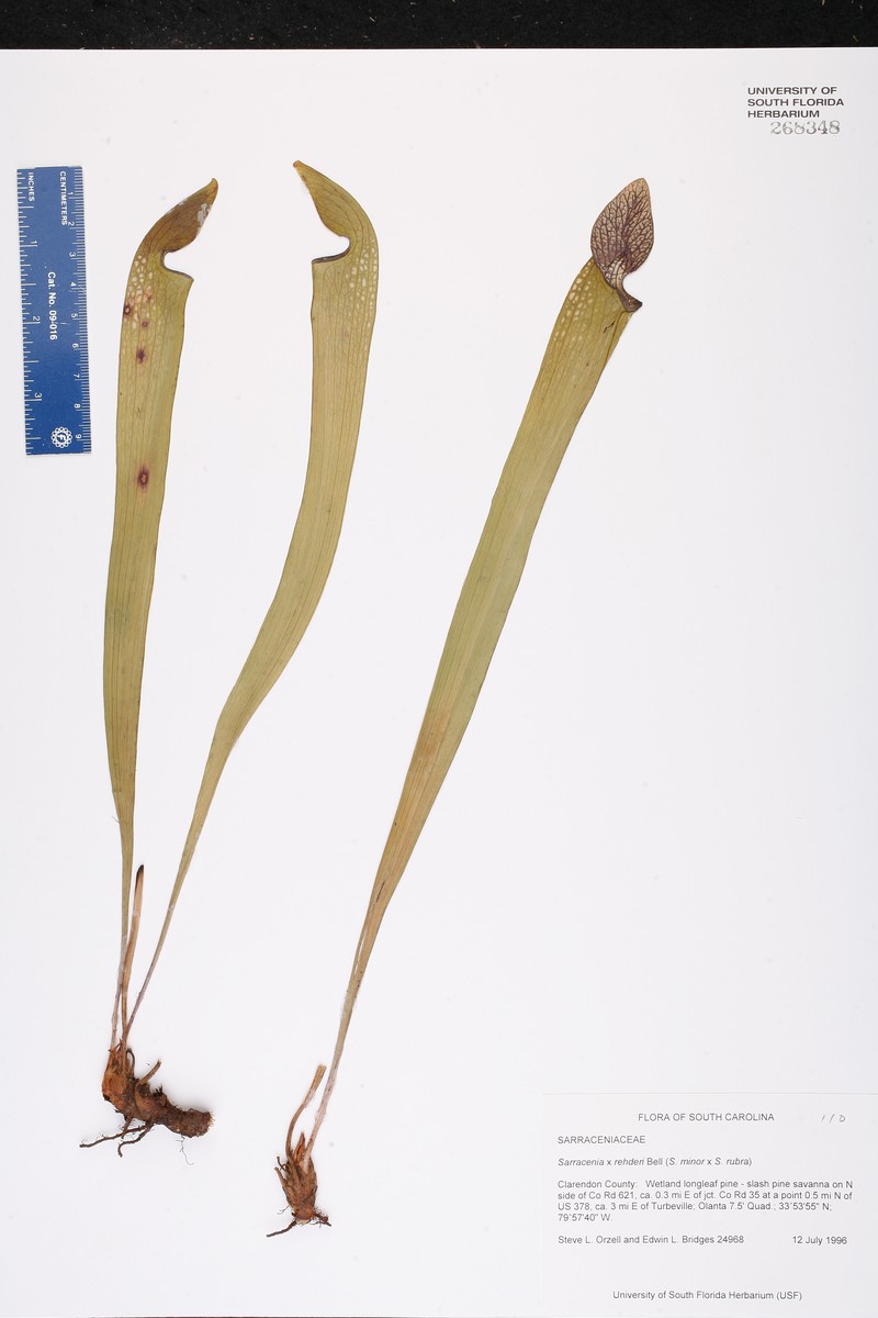 Pitcherplant photo 7