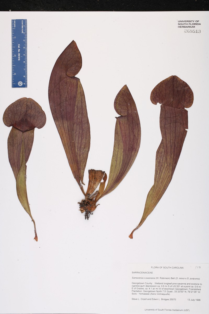 Pitcherplant
