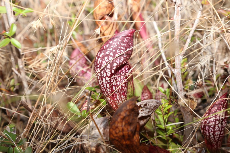 Pitcherplant